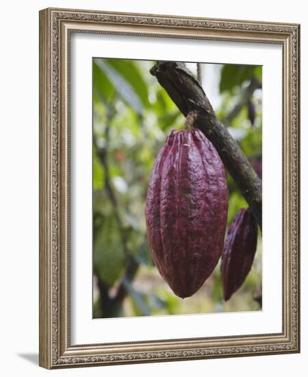 Cocoa (Cacao) Fruit on Tree, Kalitakir Plantation, Kalibaru, Java, Indonesia-Ian Trower-Framed Photographic Print