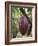 Cocoa (Cacao) Fruit on Tree, Kalitakir Plantation, Kalibaru, Java, Indonesia-Ian Trower-Framed Photographic Print