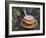 Cocoa in Coloured Cup-Andrea Haase-Framed Photographic Print