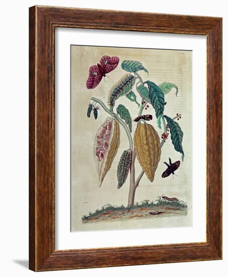 Cocoa - in “” General History of Insects of Suriname and All Europe”” by Maria Sibylla Merian, 1771-Maria Sibylla Graff Merian-Framed Giclee Print