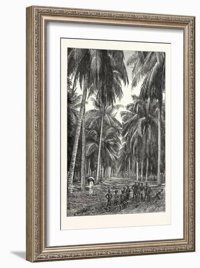 Cocoa-Nut Plantation in Ceylon, Sri Lanka-null-Framed Giclee Print