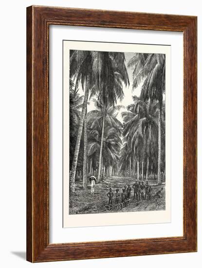 Cocoa-Nut Plantation in Ceylon, Sri Lanka-null-Framed Giclee Print