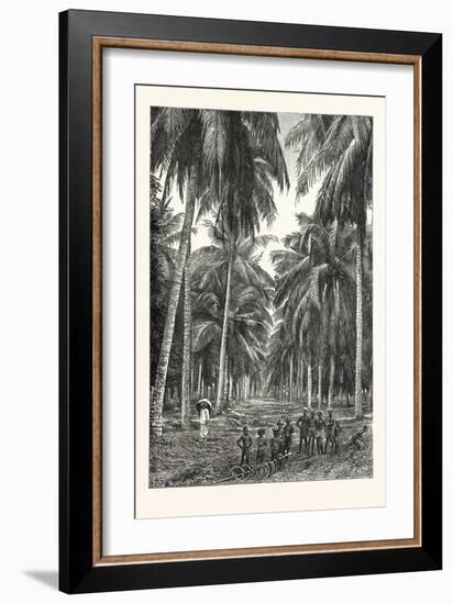 Cocoa-Nut Plantation in Ceylon, Sri Lanka-null-Framed Giclee Print