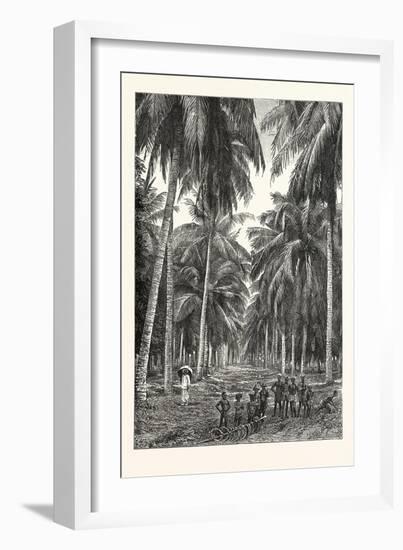 Cocoa-Nut Plantation in Ceylon, Sri Lanka-null-Framed Giclee Print