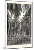 Cocoa-Nut Plantation in Ceylon, Sri Lanka-null-Mounted Giclee Print