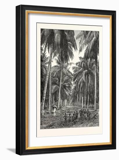 Cocoa-Nut Plantation in Ceylon, Sri Lanka-null-Framed Giclee Print