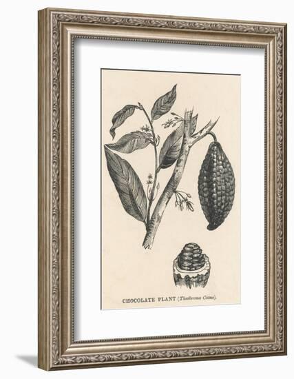 Cocoa (Or Chocolate) Plant Bearing Fruit Theobroma Cacao-null-Framed Photographic Print