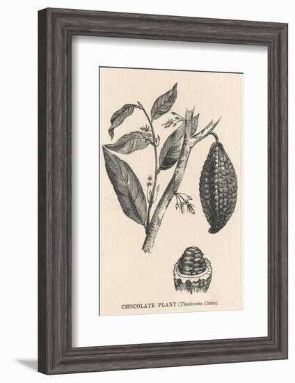 Cocoa (Or Chocolate) Plant Bearing Fruit Theobroma Cacao-null-Framed Photographic Print