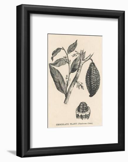 Cocoa (Or Chocolate) Plant Bearing Fruit Theobroma Cacao-null-Framed Photographic Print