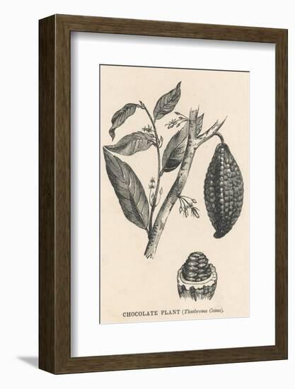 Cocoa (Or Chocolate) Plant Bearing Fruit Theobroma Cacao--Framed Photographic Print