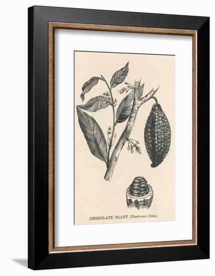 Cocoa (Or Chocolate) Plant Bearing Fruit Theobroma Cacao-null-Framed Photographic Print