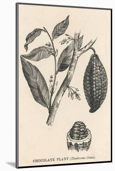 Cocoa (Or Chocolate) Plant Bearing Fruit Theobroma Cacao-null-Mounted Photographic Print