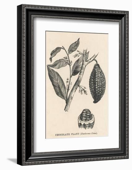 Cocoa (Or Chocolate) Plant Bearing Fruit Theobroma Cacao-null-Framed Photographic Print