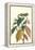 Cocoa Plant with Southern Army Worm-Maria Sibylla Merian-Framed Stretched Canvas