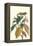 Cocoa Plant with Southern Army Worm-Maria Sibylla Merian-Framed Stretched Canvas