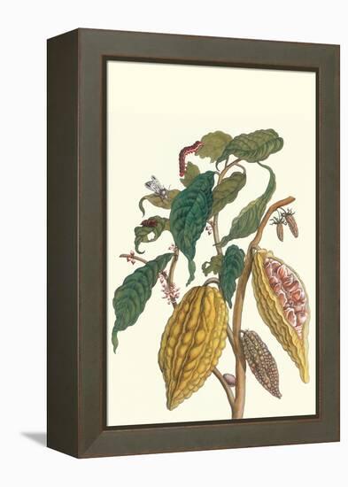 Cocoa Plant with Southern Army Worm-Maria Sibylla Merian-Framed Stretched Canvas