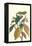 Cocoa Plant with Southern Army Worm-Maria Sibylla Merian-Framed Stretched Canvas
