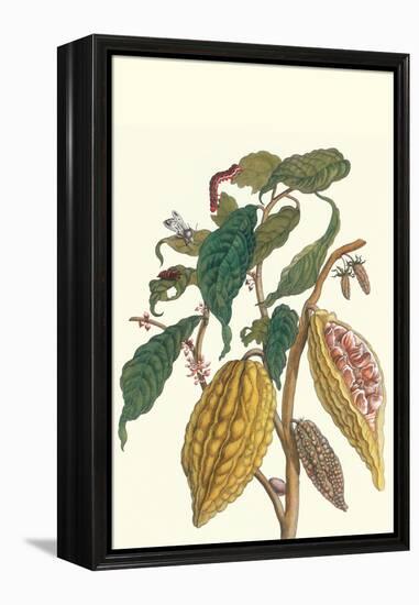 Cocoa Plant with Southern Army Worm-Maria Sibylla Merian-Framed Stretched Canvas