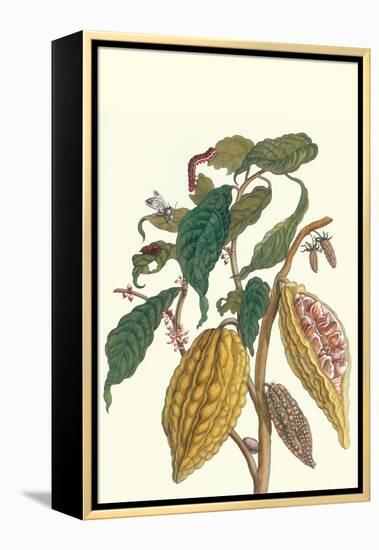 Cocoa Plant with Southern Army Worm-Maria Sibylla Merian-Framed Stretched Canvas