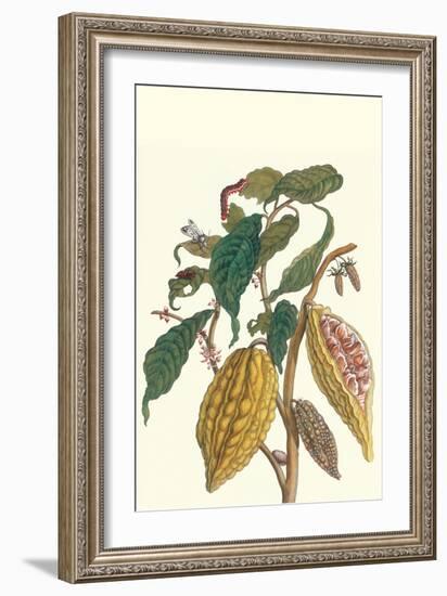 Cocoa Plant with Southern Army Worm-Maria Sibylla Merian-Framed Art Print