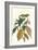 Cocoa Plant with Southern Army Worm-Maria Sibylla Merian-Framed Art Print