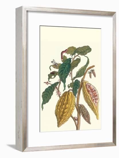 Cocoa Plant with Southern Army Worm-Maria Sibylla Merian-Framed Art Print