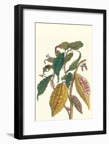 Cocoa Plant with Southern Army Worm-Maria Sibylla Merian-Framed Art Print