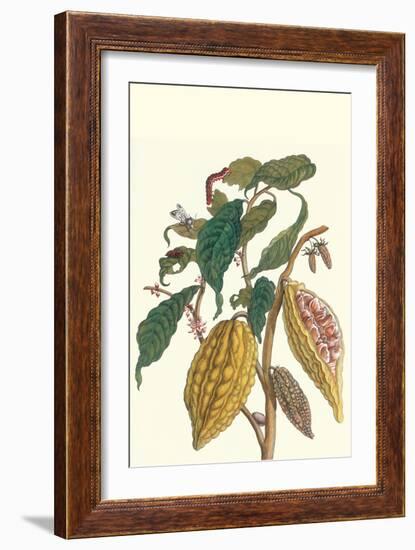 Cocoa Plant with Southern Army Worm-Maria Sibylla Merian-Framed Art Print