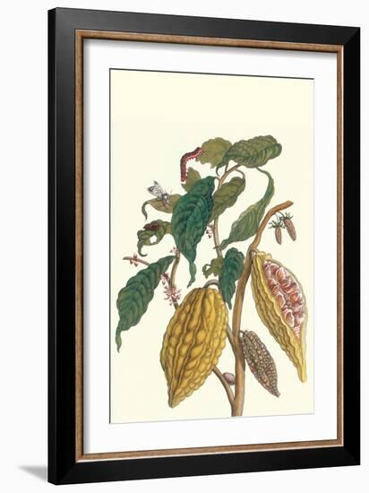 Cocoa Plant with Southern Army Worm-Maria Sibylla Merian-Framed Art Print