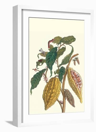 Cocoa Plant with Southern Army Worm-Maria Sibylla Merian-Framed Art Print