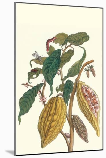 Cocoa Plant with Southern Army Worm-Maria Sibylla Merian-Mounted Art Print