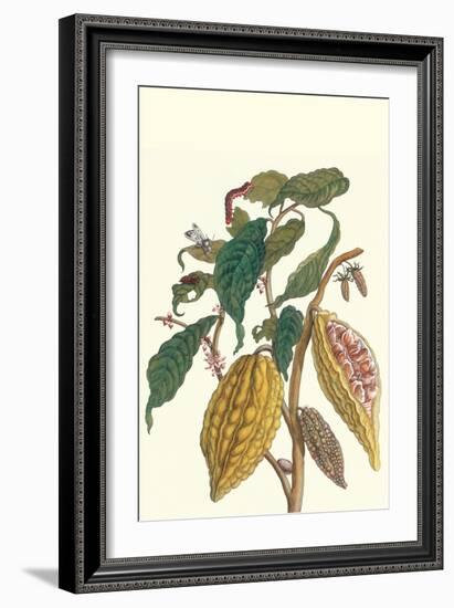 Cocoa Plant with Southern Army Worm-Maria Sibylla Merian-Framed Art Print