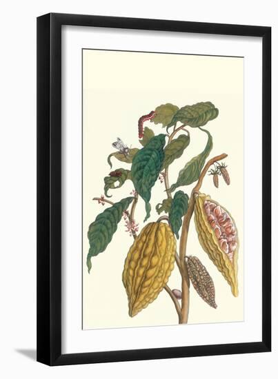 Cocoa Plant with Southern Army Worm-Maria Sibylla Merian-Framed Premium Giclee Print