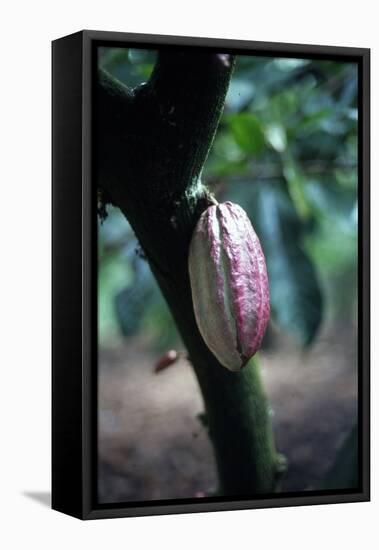 Cocoa Plantation, South Guatemala-null-Framed Premier Image Canvas