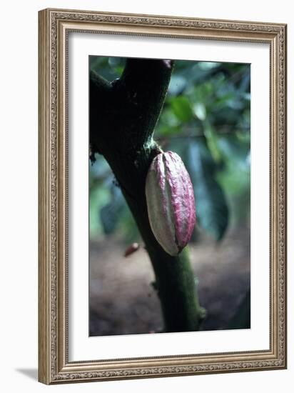 Cocoa Plantation, South Guatemala-null-Framed Photographic Print