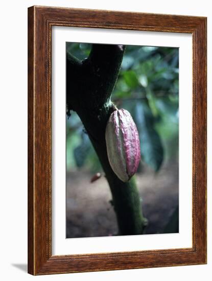 Cocoa Plantation, South Guatemala-null-Framed Photographic Print