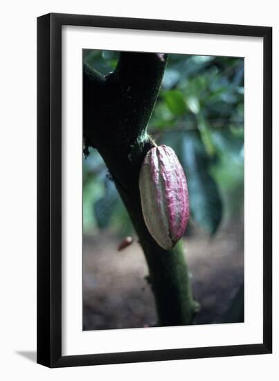 Cocoa Plantation, South Guatemala-null-Framed Photographic Print