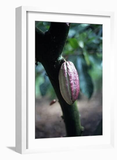 Cocoa Plantation, South Guatemala-null-Framed Photographic Print