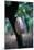 Cocoa Plantation, South Guatemala-null-Mounted Photographic Print