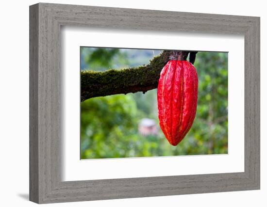 Cocoa Pod Red-blacqbook-Framed Photographic Print