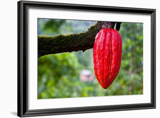 Cocoa Pod Red-blacqbook-Framed Photographic Print