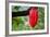 Cocoa Pod Red-blacqbook-Framed Photographic Print