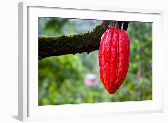 Cocoa Pod Red-blacqbook-Framed Photographic Print