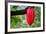 Cocoa Pod Red-blacqbook-Framed Photographic Print