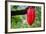 Cocoa Pod Red-blacqbook-Framed Photographic Print