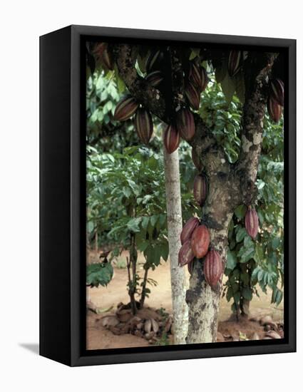 Cocoa Pods on Tree, Sri Lanka-Sybil Sassoon-Framed Premier Image Canvas