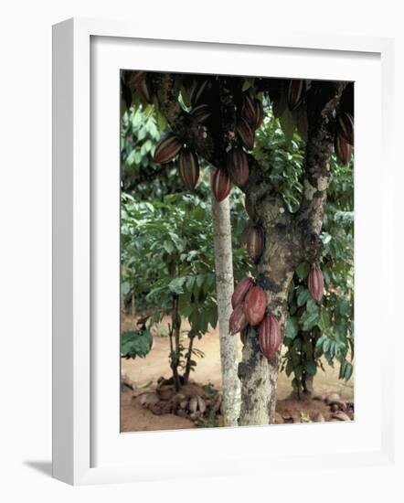 Cocoa Pods on Tree, Sri Lanka-Sybil Sassoon-Framed Photographic Print