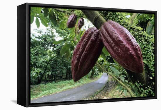 Cocoa Pods-David Nunuk-Framed Premier Image Canvas