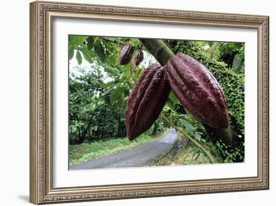 Cocoa Pods-David Nunuk-Framed Photographic Print