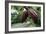 Cocoa Pods-David Nunuk-Framed Photographic Print